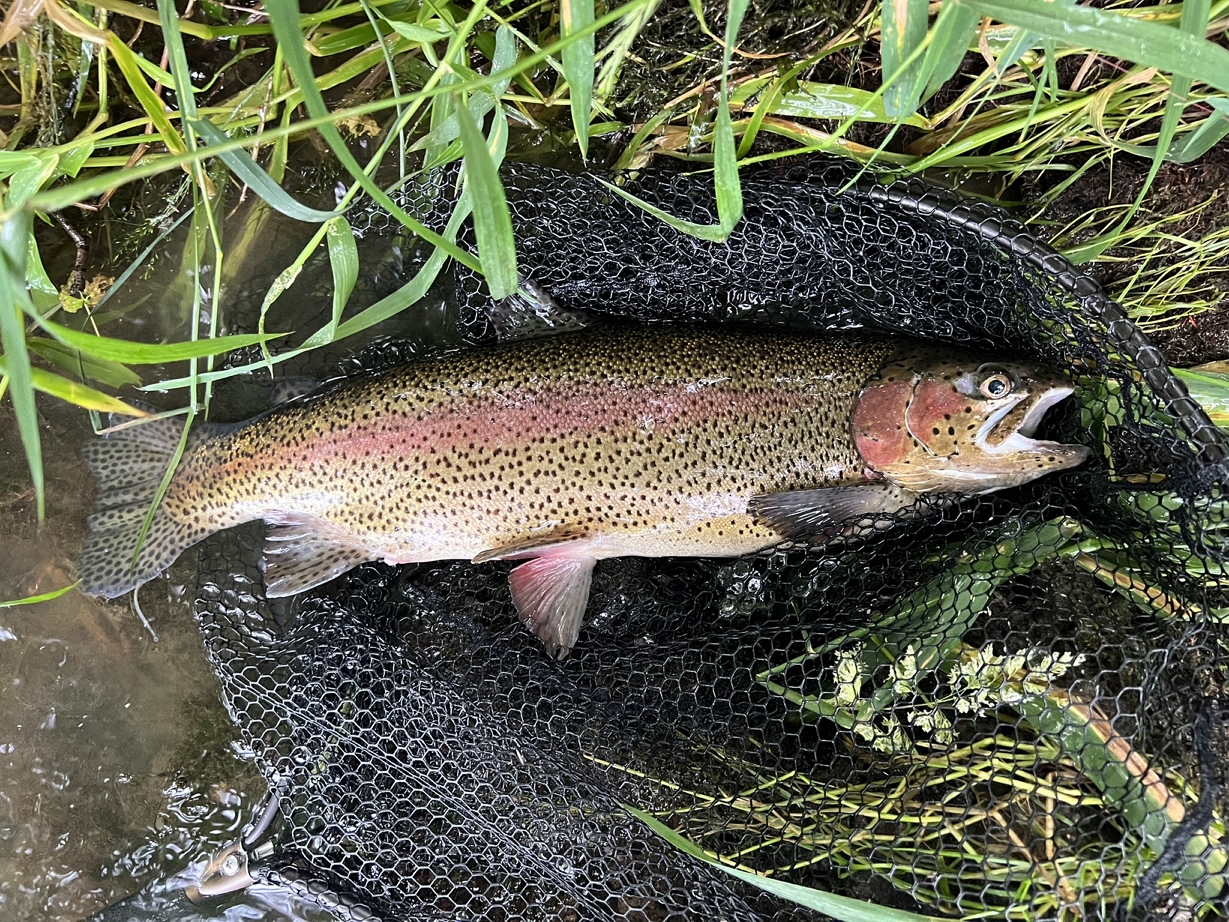 Rainbow Trout